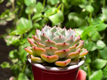 Load image into Gallery viewer, Echeveria Sarahime hyb. (rooted with pot) | 莎罗姬牡丹杂 (已服盆)