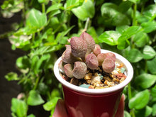 Load image into Gallery viewer, Adromischus marianae sp. (Red Bean) (rooted with pot) | 红豆 (已服盆)