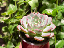 Load image into Gallery viewer, Echeveria spp. (rooted with pot) | 不知名 (已服盆)