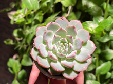Load image into Gallery viewer, Echeveria spp. (rooted with pot) | 不知名 (已服盆)