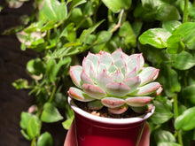 Load image into Gallery viewer, Echeveria spp. (rooted with pot) | 不知名 (已服盆)