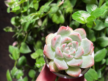 Load image into Gallery viewer, Echeveria mexensis Zaragosa hyb. (rooted with pot) | 爪杂 (已服盆)