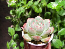 Load image into Gallery viewer, Echeveria mexensis Zaragosa hyb. (rooted with pot) | 爪杂 (已服盆)