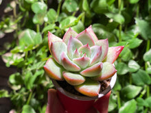 Load image into Gallery viewer, Chiyo (rooted with pot) | (已服盆)