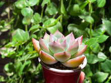 Load image into Gallery viewer, Chiyo (rooted with pot) | (已服盆)