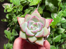 Load image into Gallery viewer, Chiyo (rooted with pot) | (已服盆)