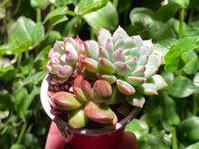 Load image into Gallery viewer, Mini Combo (rooted with pot) | 迷你组合盆 (已服盆)