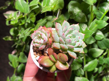 Load image into Gallery viewer, Mini Combo (rooted with pot) | 迷你组合盆 (已服盆)