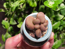 Load image into Gallery viewer, Adromischus marianiae 'Little Spheroid' (rooted with pot) | 灵石/宇玉殿 (已服盆)