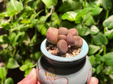 Load image into Gallery viewer, Adromischus marianiae 'Little Spheroid' (rooted with pot) | 灵石/宇玉殿 (已服盆)