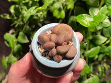 Load image into Gallery viewer, Adromischus marianiae 'Little Spheroid' (rooted with pot) | 灵石/宇玉殿 (已服盆)