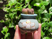 Load image into Gallery viewer, Adromischus marianiae 'Little Spheroid' (rooted with pot) | 灵石/宇玉殿 (已服盆)