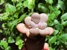Load image into Gallery viewer, Pachyphytum spp (rooted with pot) | 某美人 (已服盆)