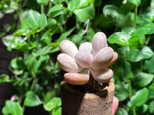 Load image into Gallery viewer, Pachyphytum spp (rooted with pot) | 某美人 (已服盆)