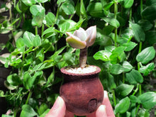 Load image into Gallery viewer, Echeveria Lovely Rose (rooted with pot) | 可爱玫瑰 (已服盆)