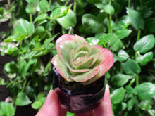 Load image into Gallery viewer, Graptoveria spp. (Iced Rose) (rooted with pot) | 冰玫瑰 (已服盆)