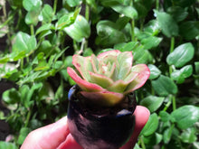 Load image into Gallery viewer, Graptoveria spp. (Iced Rose) (rooted with pot) | 冰玫瑰 (已服盆)