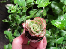 Load image into Gallery viewer, Graptoveria spp. (Iced Rose) (rooted with pot) | 冰玫瑰 (已服盆)