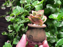 Load image into Gallery viewer, Graptoveria spp. (Iced Rose) (rooted with pot) | 冰玫瑰 (已服盆)