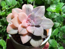 Load image into Gallery viewer, Variegated Graptopetalum pentandrum ssp. superbum (rooted with pot) | 华丽风车锦 (已服盆)