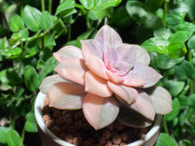 Load image into Gallery viewer, Variegated Graptopetalum pentandrum ssp. superbum (rooted with pot) | 华丽风车锦 (已服盆)