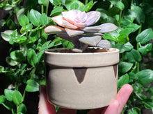 Load image into Gallery viewer, Variegated Graptopetalum pentandrum ssp. superbum (rooted with pot) | 华丽风车锦 (已服盆)