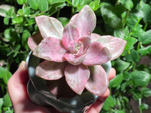 Load image into Gallery viewer, Graptopetalum bainesii f. variegata (rooted with pot) | 银色风车 (已服盆)
