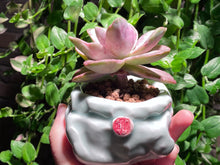 Load image into Gallery viewer, Graptopetalum bainesii f. variegata (rooted with pot) | 银色风车 (已服盆)