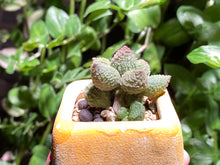 Load image into Gallery viewer, Adromischus marianae sp. (Green) (rooted with pot) | 大疣翠绿石 (已服盆)