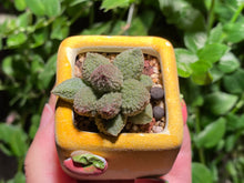 Load image into Gallery viewer, Adromischus marianae sp. (Green) (rooted with pot) | 大疣翠绿石 (已服盆)