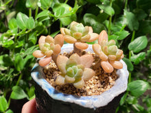 Load image into Gallery viewer, Unknown (rooted with pot) | 不知名 (已服盆)