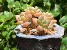 Load image into Gallery viewer, Unknown (rooted with pot) | 不知名 (已服盆)