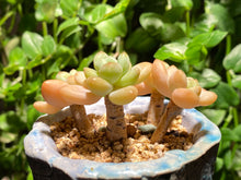 Load image into Gallery viewer, Unknown (rooted with pot) | 不知名 (已服盆)