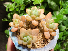 Load image into Gallery viewer, Unknown (rooted with pot) | 不知名 (已服盆)