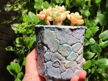 Load image into Gallery viewer, Unknown (rooted with pot) | 不知名 (已服盆)