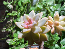 Load image into Gallery viewer, 【Pickup ONLY】Graptosedum 'Francesco Baldi' (rooted with pot) | 秋丽 (已服盆)