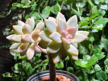 Load image into Gallery viewer, 【Pickup ONLY】Graptosedum 'Francesco Baldi' (rooted with pot) | 秋丽 (已服盆)