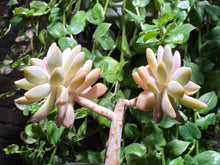 Load image into Gallery viewer, 【Pickup ONLY】Graptosedum 'Francesco Baldi' (rooted with pot) | 秋丽 (已服盆)