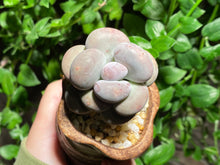 Load image into Gallery viewer, Unknown (rooted with pot) | 不知名 (已服盆)