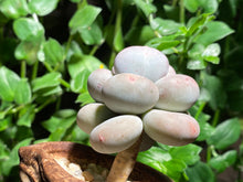 Load image into Gallery viewer, Unknown (rooted with pot) | 不知名 (已服盆)