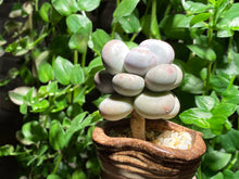 Load image into Gallery viewer, Unknown (rooted with pot) | 不知名 (已服盆)