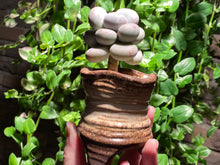 Load image into Gallery viewer, Unknown (rooted with pot) | 不知名 (已服盆)