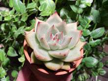 Load image into Gallery viewer, Echeveria Ebony (rooted with pot) | 乌木 (已服盆)