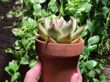 Load image into Gallery viewer, Echeveria Ebony (rooted with pot) | 乌木 (已服盆)