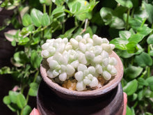 Load image into Gallery viewer, Graptopetalum Mendozae Variegata (rooted with pot) | 丸叶姬秋丽锦 (已服盆)