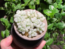 Load image into Gallery viewer, Graptopetalum Mendozae Variegata (rooted with pot) | 丸叶姬秋丽锦 (已服盆)