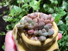 Load image into Gallery viewer, Graptoveria 'Avant-garde' (rooted with pot) | 先锋派 (已服盆)