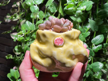 Load image into Gallery viewer, Graptoveria 'Avant-garde' (rooted with pot) | 先锋派 (已服盆)