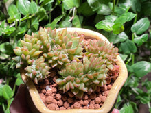 Load image into Gallery viewer, Unknown (rooted with pot) | 不知名缀化 (已服盆)