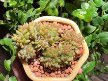 Load image into Gallery viewer, Unknown (rooted with pot) | 不知名缀化 (已服盆)